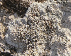 Lecanora pruinosa