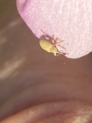 Malacothamnus hallii