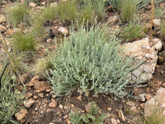 Angiospermae