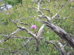 Cattleya violacea