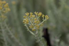 Angiospermae