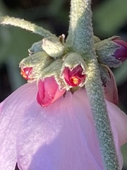 Malacothamnus hallii