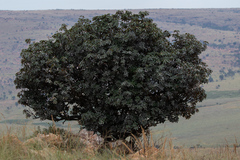 Englerophytum magalismontanum