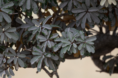 Englerophytum magalismontanum