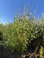 Malacothamnus hallii