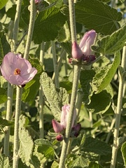 Malacothamnus hallii