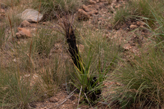 Xerophyta retinervis
