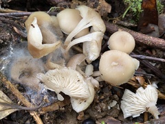 Neohygrocybe