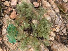 Indigofera oxytropis