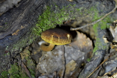 Xerocomus squamulosus