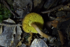 Xerocomus squamulosus