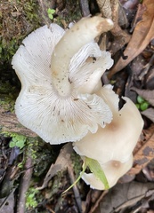 Neohygrocybe