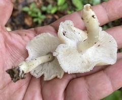 Neohygrocybe