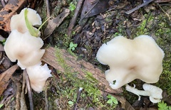 Neohygrocybe