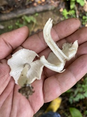 Neohygrocybe