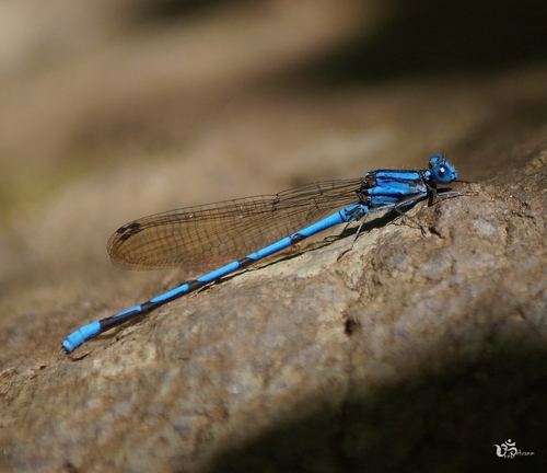 Cerulean Dancer