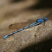 Cerulean Dancer - Photo (c) eneaschr, some rights reserved (CC BY-NC)