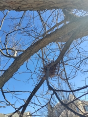 Podosphaera phytoptophila