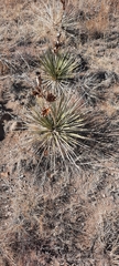 Yucca glauca glauca