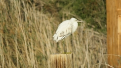 Egretta gularis