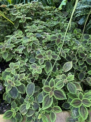Pilea mollis