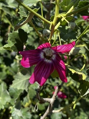 Malva assurgentiflora
