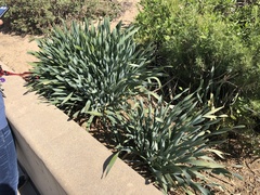 Pancratium maritimum