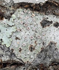 Lecanora subpallens