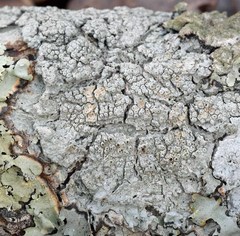 Pertusaria ostiolata