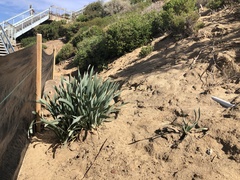 Pancratium maritimum