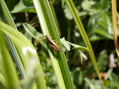 Dichroplus elongatus