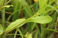 Astranthium integrifolium