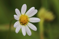 Astranthium integrifolium
