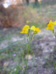 Linaria viscosa