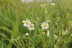 Astranthium integrifolium