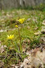 Gagea chrysantha