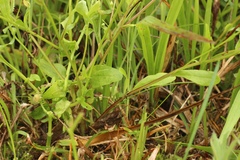 Astranthium integrifolium