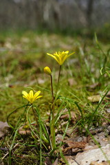 Gagea chrysantha