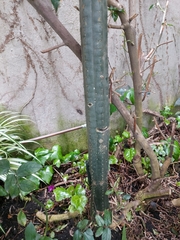 Trichocereus macrogonus