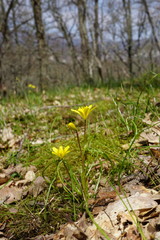 Gagea chrysantha