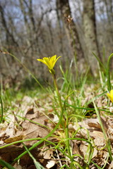 Gagea chrysantha