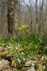 Gagea chrysantha