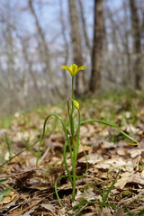 Gagea chrysantha