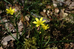 Gagea chrysantha