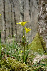 Gagea chrysantha