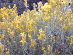 Ericameria nauseosa mohavensis