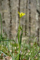Gagea chrysantha
