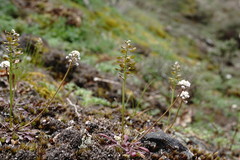 Teesdalia coronopifolia
