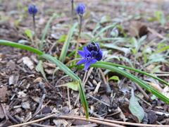 Scilla odorata