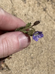 Phacelia viscida